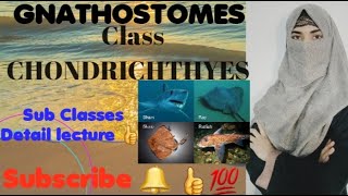 GNATHOSTOMES CLASS CHONDRICHTHYES Subclass ElasmobranchiiSharksRaysHolocephaliRatfishes [upl. by Lennahc]