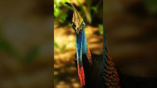 10 incredible Facts look why Cassowaries are one of the Most Dangerous Birds Alive [upl. by Shantha]