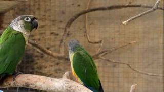 Parrot Facts  Green Cheek Conure aviary [upl. by Assel]