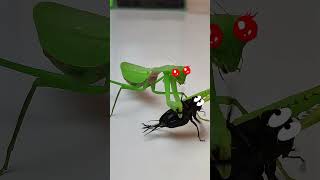 What happens if the mantis meets a beautiful cricket mantis insects funny meme [upl. by Citarella]