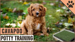 How To Potty Train A Cavapoo Puppy  Dog World [upl. by Willin]