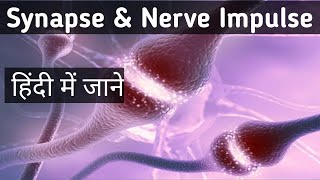 Neuron Nerve Impulse amp Synapse  Synaptic transmission kya hai in hindi [upl. by Nolahs30]