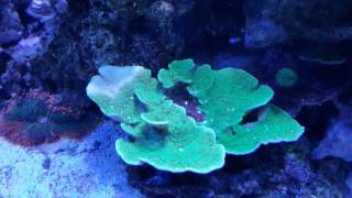 Green Montipora [upl. by Neela352]