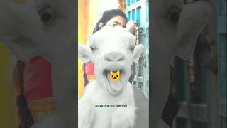 Goat eating cathead🐱🐱😂shorts goat eating cat funny shortfeed animal [upl. by Anwahsat]