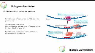 نقطة مهمة جدا La nécessité de lamorce dARN [upl. by Ainocal916]