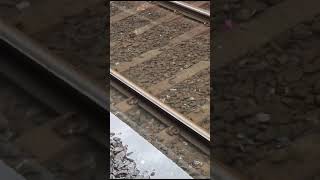 Mumbai railway tracks now Fish Pond [upl. by Nobel852]