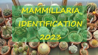 Mammillaria Identification 2023 🌵🌵🌵 [upl. by Ericksen]