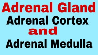 Adrenal glandAdrenal CortexAdrenal MedullaTGTPGTNEET For Class 11th 12thBscMSc Biology [upl. by Gobert]