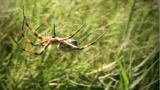 Araña Tigre Argiope argentata Humedal Río Lluta Arica 1080p [upl. by Deadman]