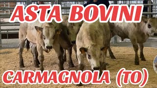 ASTA BOVINI CARMAGNOLA TO PIEMONTE 8 CAPI TOTALI AZROERO BESTIAME [upl. by Seow347]