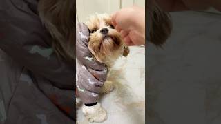 Pepper begging for treats dogshorts cavachon cutedog doglife doglovers [upl. by Vanzant510]