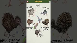 Kiwis Incredible Facts about New Zealands Iconic Bird The Cute Flightless Bird [upl. by Meggi885]