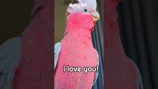 BaBy GaLaHs SWeeT TaLKiNG❤️‍🔥👄 galahtalkingtalkingparrotcockatootalksbeautifulparrot [upl. by Unhsiv345]