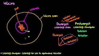 Hücre Çekirdeği Hücre Zarı Ribozomlar Ökaryotlar ve Prokaryot Biyoloji  Hücrenin Yapısı [upl. by Ramyar]