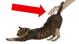 Why Your Cat Lifts Their Back When You Pet Them  THE REASON IS REALLY HILARIOUS [upl. by Sinegold]