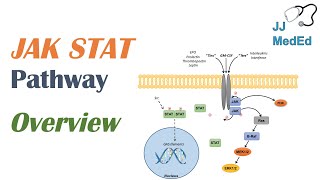 JAKSTAT Signaling Pathway [upl. by Vanessa]