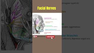 Facial Nerves  Nerves of Face facialnerves nerve anatomy facialanatomy alliedhealthsciences [upl. by Sucramej]