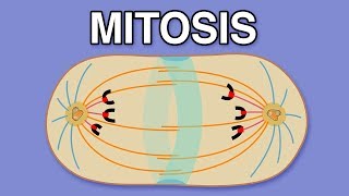 MITOSIS CYTOKINESIS AND THE CELL CYCLE [upl. by Iclek]