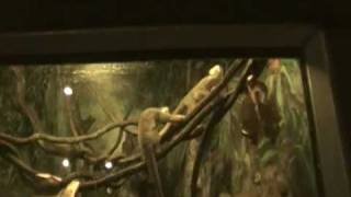 Squirrel Monkeys At The Bronx Zoo [upl. by Arlin]