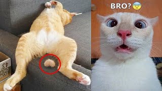 Funniest Animals 2023 😁 New Funny Cats and Dogs 😻🐶 Part 12 [upl. by Warfeld]