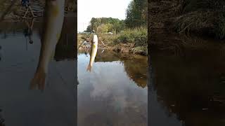 Creek chub fishing [upl. by Rosalba367]