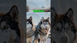 Siberian Husky vs Alaskan Malamute Key Differences Revealed [upl. by Akemhs]