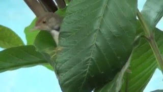 Tailor Bird building the nest [upl. by Eatton]