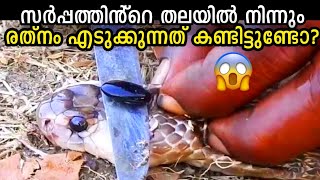 നിങ്ങൾ ആദ്യമായി കേൾക്കാൻ പോകുന്ന പാമ്പുകളെ കുറിച്ചുള്ള രഹസ്യങ്ങൾ 😲 Facts About Snakes 🐍 Storify [upl. by Atinat]