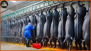 How Farmers Raise And Process Millions Of Black Pigs At The Factory  Pig Farms  Processing Factory [upl. by Yrahk680]