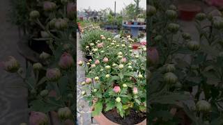 Chrysanthemum Flower is Ready to Bloom shorts shortsvideo gardening [upl. by Ettesil]