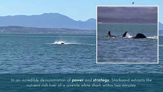 Killer Whale vs White Shark New Study Reveals Astonishing Predation Tactics [upl. by Ahsiak]