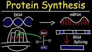 Transcription and Translation  Protein Synthesis From DNA  Biology [upl. by Mieka]