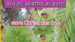 How to save dying Christmas plantaraucaria plantSave a dying Araucaria plantRevive a dying plant [upl. by Ilenna]