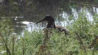 Ridgways Rail [upl. by Michael]