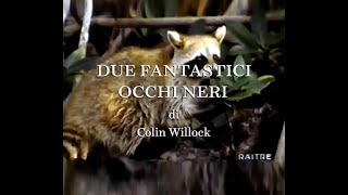 Due fantastici occhi neri quotprocione della Florida Procyon lotor elucus EvergladesFloridaUSAquot [upl. by Lletnohs]