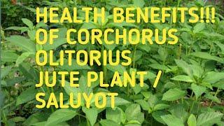 Health Benefits Of Corchorus olitorius l JUTE l Saluyot [upl. by Araccat230]