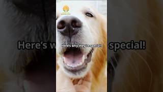 Golden Retrievers More Than Just Pets [upl. by Goldner]