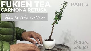 Fukien Tea Carmona Retusa How To Take Cuttings and Plant Them Part 2 Jan2022 [upl. by Loralyn495]