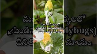 Mealybugs control on hibiscus plant youtubeshorts shortsyoutube viralshort garden [upl. by Wentworth]