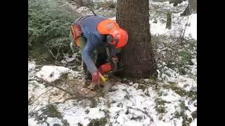 Felling tall tree chainsaw Husqvarna 357 XP [upl. by Angelica892]