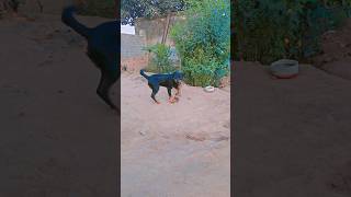 rottweiler mydog viralvideo trending attack attitude shorts [upl. by Calandra385]