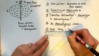 A level Biology  Allopatric vs Sympatric speciation [upl. by Nets]