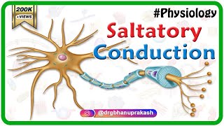 Saltatory conduction  Conduction through Myelinated nerve fiber  Physiology medical animations [upl. by Racso]