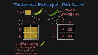 Testcross Explained [upl. by Hauck]