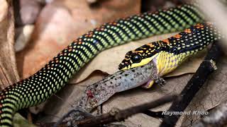 Paradise tree snake Chrysopelea paradisi eating gecko  Sungei Buloh nature [upl. by Llerol118]