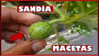 APRENDE A CULTIVAR PLANTAS DE SANDÍA EN MACETAS [upl. by Assetniuq]