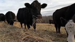 Hay Time for the Cattle [upl. by Annaegroeg]