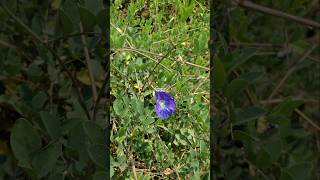 Clitoria ternatea atau bunga telang ternate ‼ butterfly pea flowers bungatelang clitoriaternatea [upl. by Dareg]