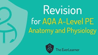 AQA ALevel PE 2022 Revision Anatomy and Physiology [upl. by Idnam]