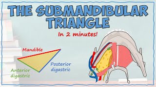 The Submandibular Triangle [upl. by Muncey390]